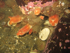 Halocynthia pyriformis