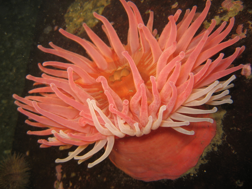 Christmas Anemone