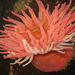 Christmas Anemone - Photo (c) Laurent Fey, some rights reserved (CC BY-NC), uploaded by Laurent Fey