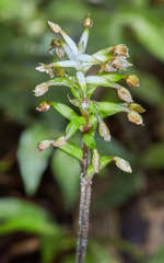 Cranichis wageneri