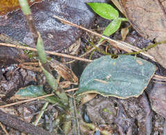 Cranichis wageneri