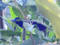 Gymnocichla nudiceps