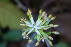 Cranichis wageneri