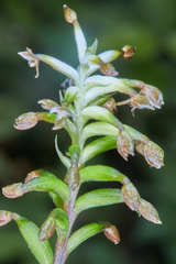 Cranichis wageneri