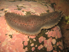Cucumaria frondosa