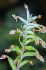 Cranichis wageneri