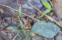 Cranichis wageneri