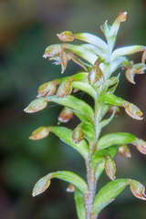 Cranichis wageneri