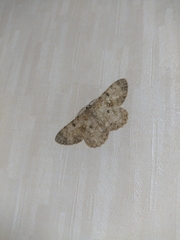 Racotis boarmiaria