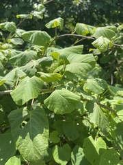 Ipomoea stenosiphon