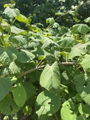 Ipomoea stenosiphon