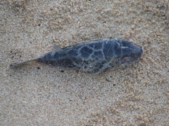 Sphoeroides annulatus