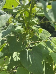 Ipomoea stenosiphon