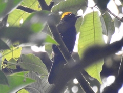 Tachyphonus delatrii