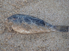 Sphoeroides annulatus