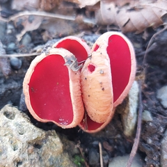 Sarcoscypha austriaca