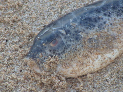 Sphoeroides annulatus