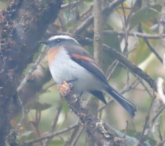 Ochthoeca rufipectoralis