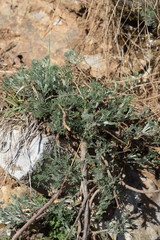 Artemisia alba