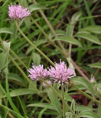 Gomphrena pulchella