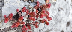 Sedum moranense