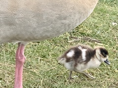 Alopochen aegyptiaca