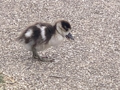 Alopochen aegyptiaca