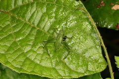 Engonia