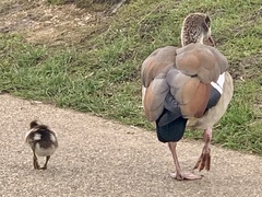 Alopochen aegyptiaca