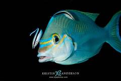 Scolopsis monogramma