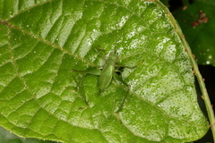 Engonia