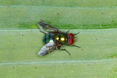 Chrysomyinae
