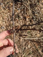 Rose rosette emaravirus