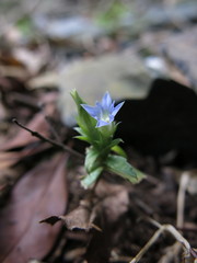 Gentiana bambuseti