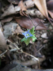 Gentiana bambuseti