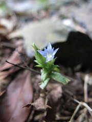 Gentiana bambuseti