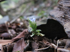 Gentiana bambuseti