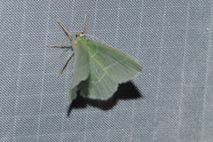 Nemoria rubrifrontaria