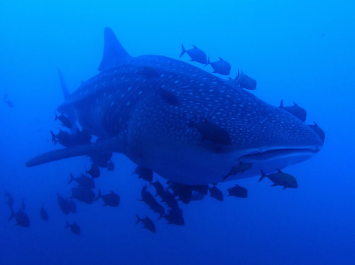 Whale shark