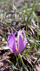 Colchicum bulbocodium