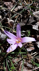 Colchicum bulbocodium