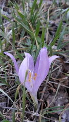 Colchicum bulbocodium