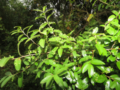 Chrysophyllum marginatum