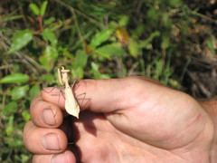 Dystacta