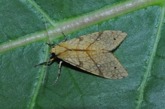 Lophocampa niveigutta