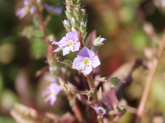 Veronica anagalloides