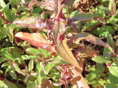 Veronica anagalloides
