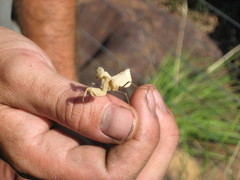 Dystacta