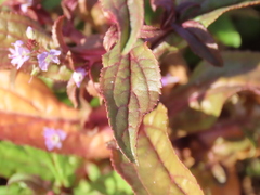 Veronica anagalloides