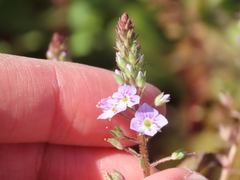 Veronica anagalloides